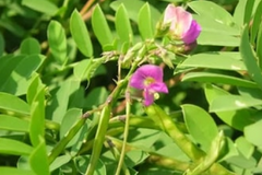 Agyavardhini Vati