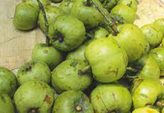 Amlavetasa