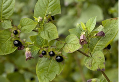 Belladonna
