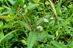 Bhringraj
