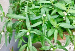 Bhringraj