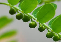 Bhumi Amla (Phyllanthus niruri)