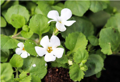 Brahmi
