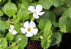 Brahmi