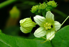 Bryonia cretica