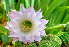 Cactus Grandiflorus (Cactus G)