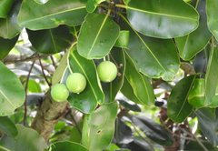 Calophyllum