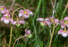 Chimaphila