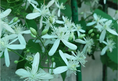 Clematis Erecta