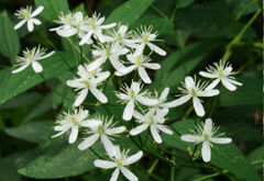 Clematis recta