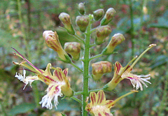 Collinsonia Canadensis