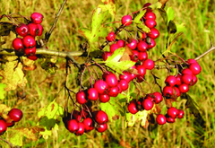 Crataegus Oxy