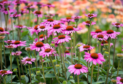 Echinacea purpurea