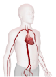 Enhances Blood Circulation