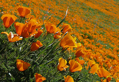 Eschscholzia
