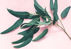 Eucalyptus