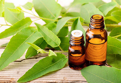 Eucalyptus Oil