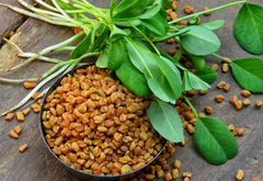 Fenugreek