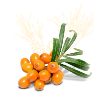 Sea Buckthorn