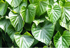 Giloy (Tinospora cordifolia)