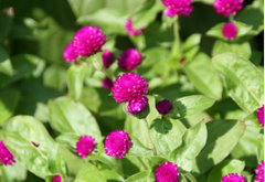 Glononium