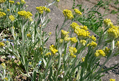 Gnaphalium