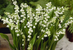 Convallaria Maj.