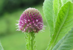 Gorakhmundi (Sphaeranthus indicus)