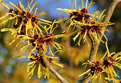 Hamamelis (Hamamelis virginiana)