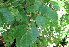 Hamamelis Virginica