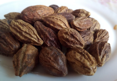 Haritaki & Bibhitaki (Terminalia species)