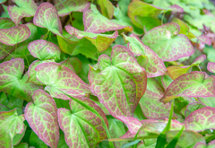Horny Goat Weed