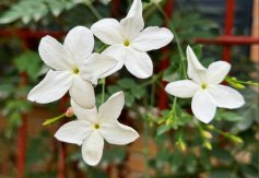 Jasmine
