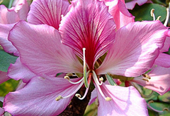 Kachnaar (Bauhinia variegata)