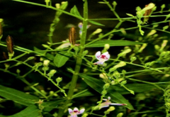 Kalmegha (Andrographis paniculata)