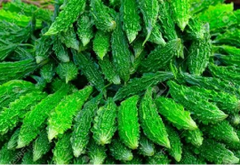 Bitter melon, or karela
