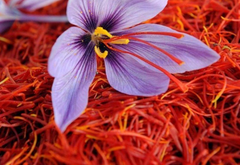 Kashmiri Kesar