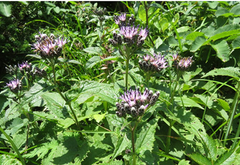 Kustha (Saussurea lappa)