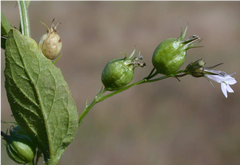 Lobelia Inflata