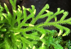 Lycopodium Clavatum