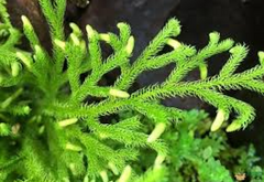 Lycopodium