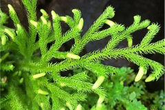 Lycopodium Clavatum