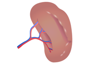 Maintains Liver & Spleen Health