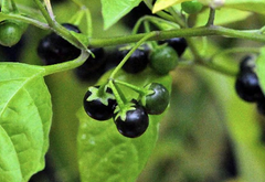 Makoy Kwath (Solanum nigrum)