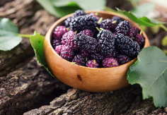 Mulberry Fruit Extract (Morus alba)
