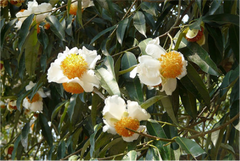 Nagkeshar