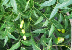 Neem