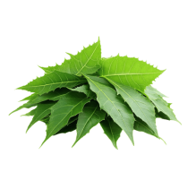 Neem