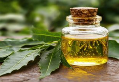 Neem Oil