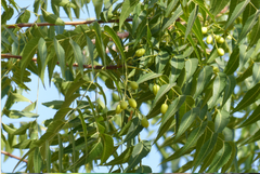 Neem